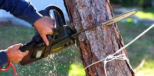 Reliable Manorville, NY Tree Removal Solutions