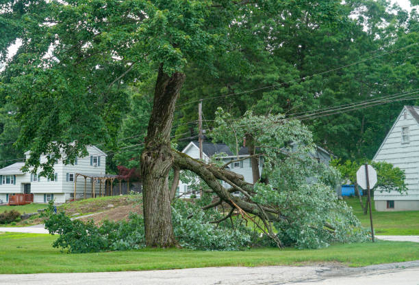 Best Stump Grinding and Removal  in Manorville, NY