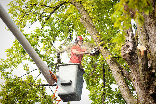  Manorville, NY Tree Removal Pros